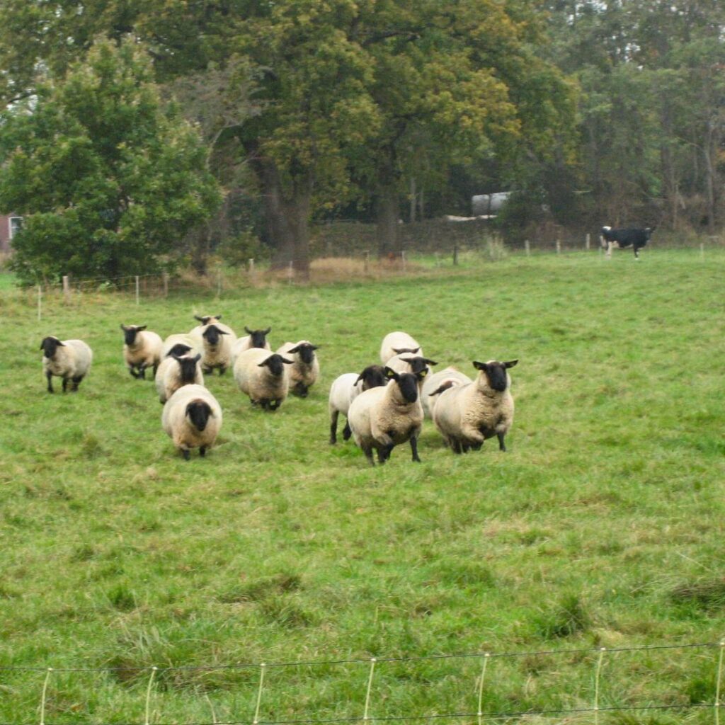 Suffolk_Overvejer du at blive fåreavler